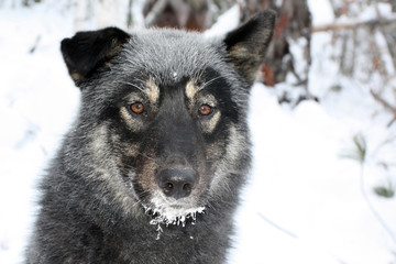 Siberian hunting dog Laika, Irkutsk region, Siberia,