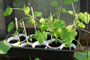 Before planting seedlings in the greenhouse.