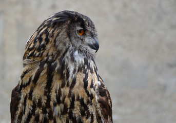 Eurasian Eagle Owl (Bubo bubo)