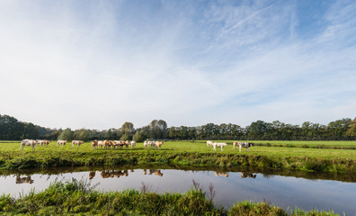 Light brown colored cows are reflected in the water