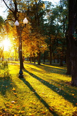 autumn landscape with fallen leaves and yellowed