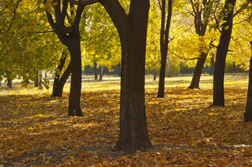 Autumn Park