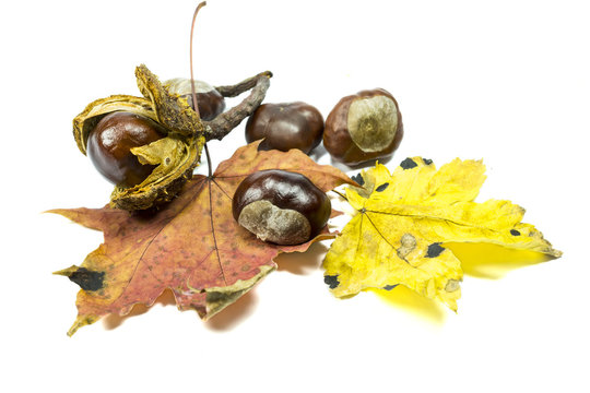 Chestnut fruits with two leaves