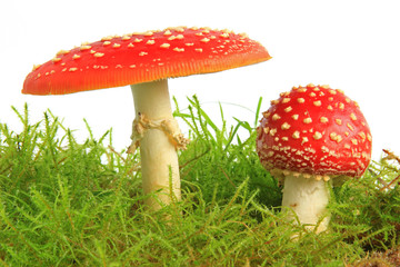 Fliegenpilz (Amanita muscaria)