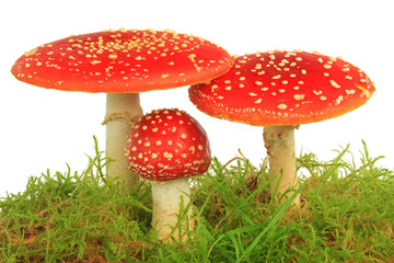 Fliegenpilz (Amanita muscaria)