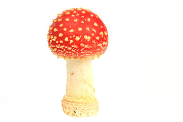 Fliegenpilz (Amanita muscaria)