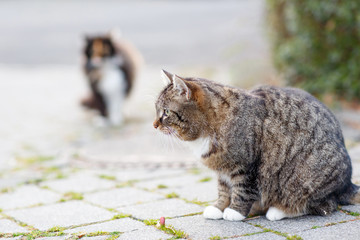Cat on a street in the city with another cat on background