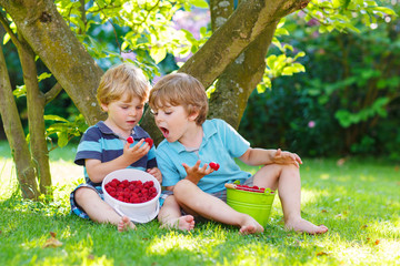 Two little sibling kids eating raspberries in home's garden.