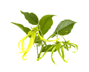 Ylang-Ylang Flower