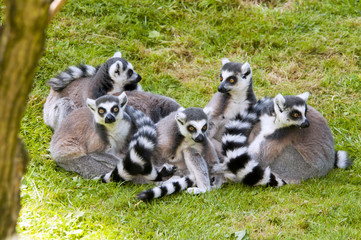 Ring-tailed lemur (Lemur catta)