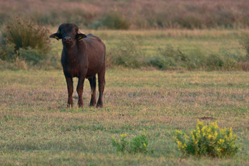bufalo d'acqua ritratto