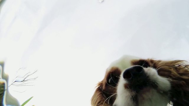 cane che beve