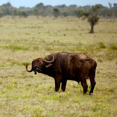 Two African buffalo