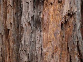 Rinde Textur Mammutbaum