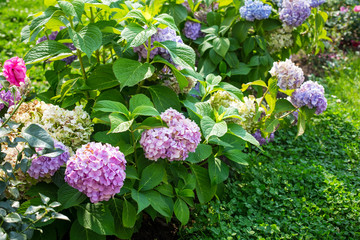 Pink hydrangea bush