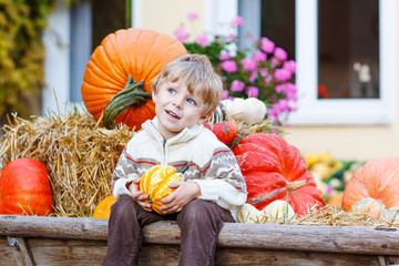 Little cute kid boy sitting with different pumpkins on halloween