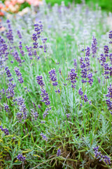 Obraz premium Lavender Flowers