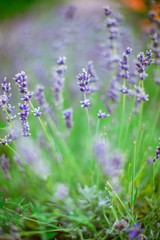 Lavender Flowers