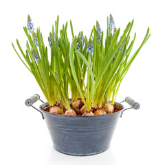 Muscari botryoides flowers also known as blue grape hyacinth