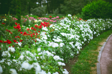 White and red roses in garden