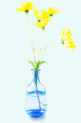 Beautiful flowers in vase isolated on blue background