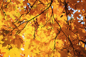 Maple branch