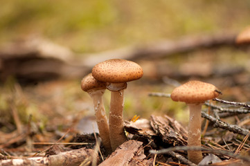 Honey fungus naturally growing in the forest