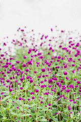 Pearly everlasting flowers