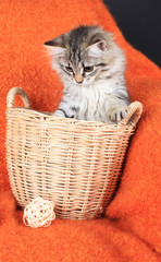 Fototapeta na wymiar grey kitten in a basket