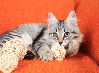 grey kitten on an orange background
