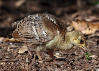 Peachick