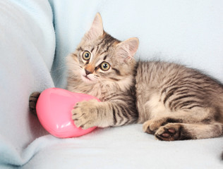 grey kitten and heart
