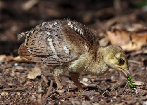 Peachick
