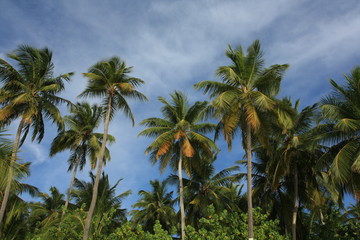 Fototapeta na wymiar maldives, sea, palm and sky