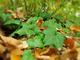 English Ivy