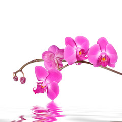 Fototapeta na wymiar Orchid flowers isolated with reflections in wavy water surface