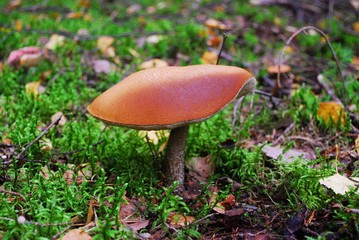 Orange-cap boletus growing in the forest