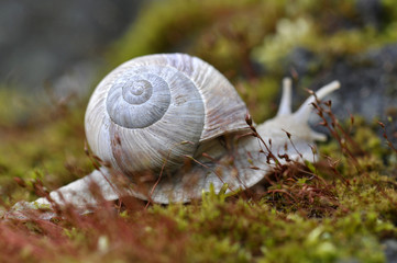 Weinbergschnecke