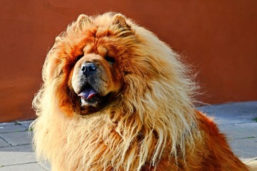 Fototapeta premium Portrait of brown hairy friendly chow-chow dog