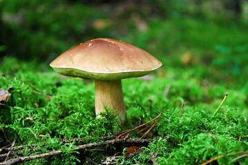 Cep Mushroom Growing in European Forest