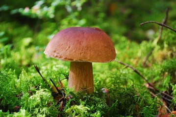 Cep Mushroom Growing in European Forest