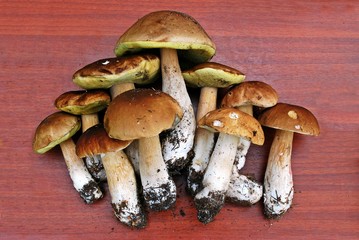 Cep Mushroom Growing in European Forest