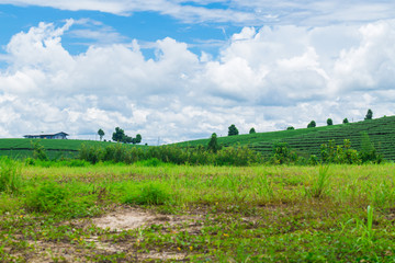 Fototapeta na wymiar Green rice field and blue sky