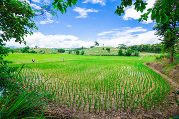 Fototapeta na wymiar Green rice field and blue sky