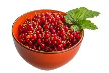 Red currant