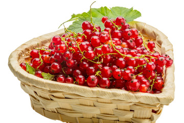 Red currant