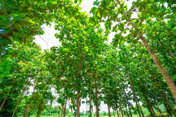 Big teak tree forest