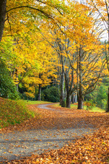 Naklejka premium Yellow leaves falling