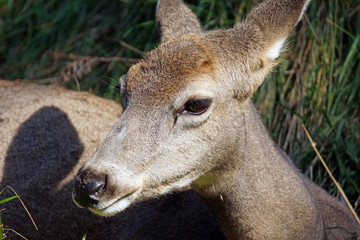 Female mule deer