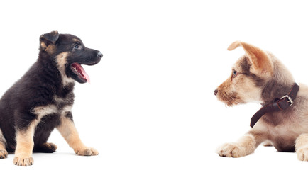 two puppies on a white background isolated